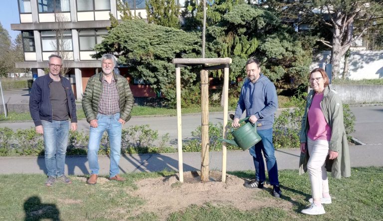 Ein junger Spross für das Wertinger “Lindenwegele”